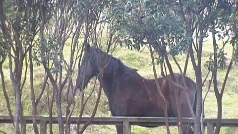 Free range horses, North Hokianga