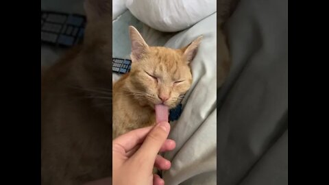 #shorts Смешные Коты Из Тик Тока 33 😻 Funny Cats From Tik Tok