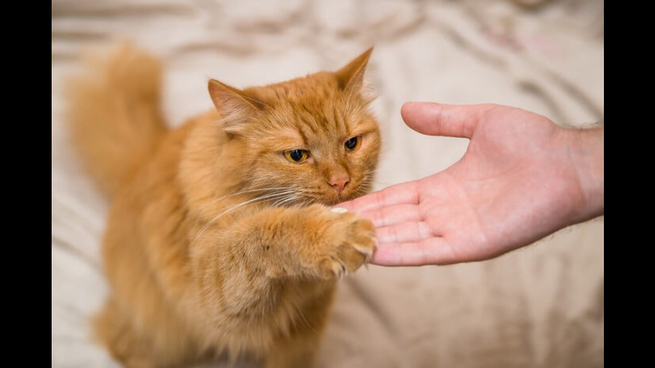 How to train your cat to walk on a leash