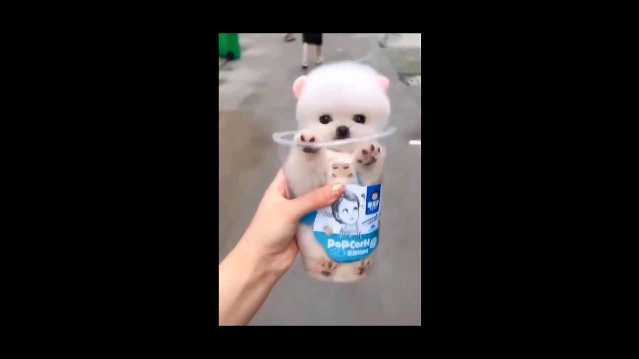 Most Famous Pomeranian TikTok Compilation 2021