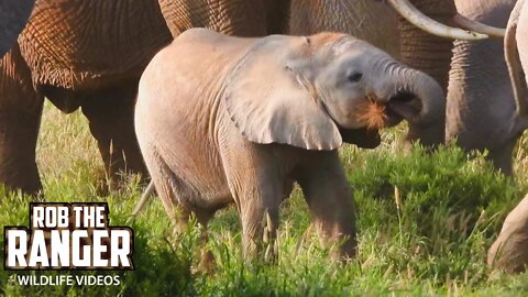 Amboseli Elephant Herd In The Morning | Zebra Plains Safari