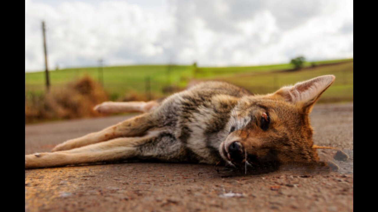 Cute smart dog plays dead. # shorts