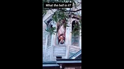 WHAT THE HELL IS THIS. A-Dog?