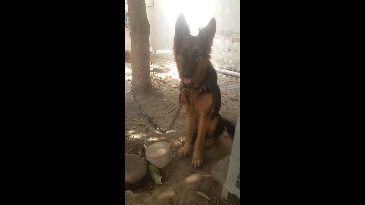 German Shepherd Pakistan