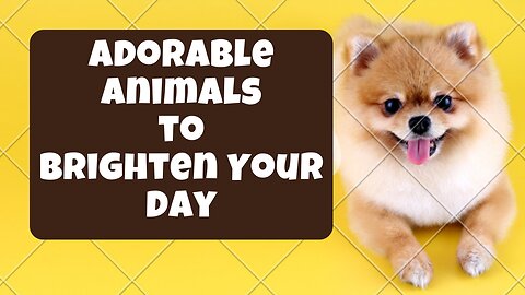 Adorable Animals to Brighten Your Day | Stress Relief and Relaxation