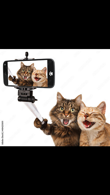 Most beautiful Cats😹 & Dogs🐶 Videos of 2023 Compilation! #52