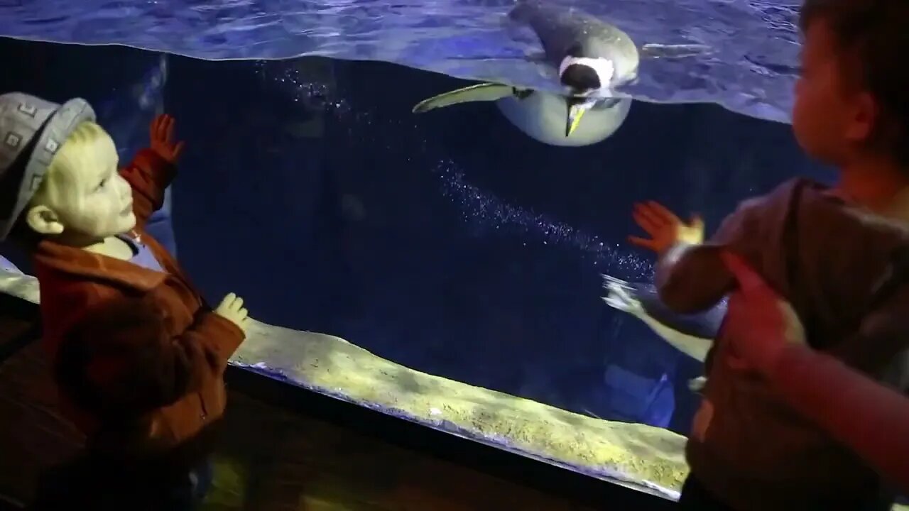 children looking at penguins in the large aquarium