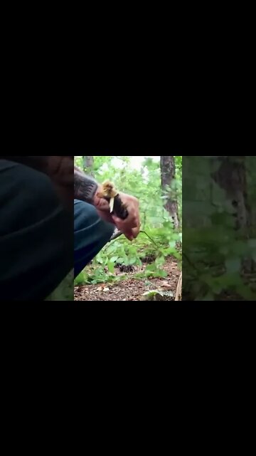 Tarp Tent: Without a Ridgeline #Shorts