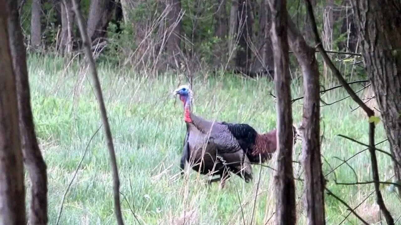 The Home Farm Bird - Spring Turkey Hunting