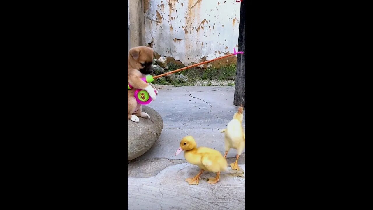 Today, I'm gonna show a puppy dropping a duck