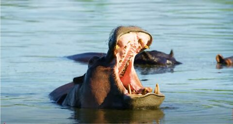 Hippo Makes Yawning Noise Out of Water