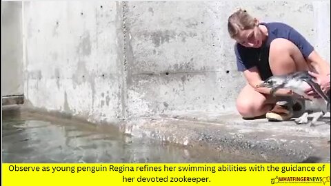 Observe as young penguin Regina refines her swimming abilities with the guidance