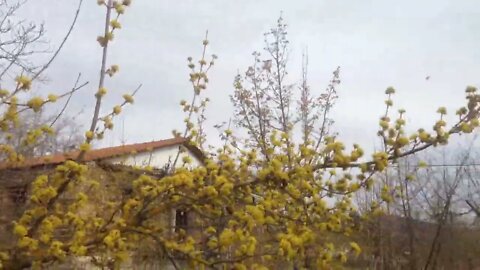 Cornus mas (Cornelian cherry) trees in bloom (P3)