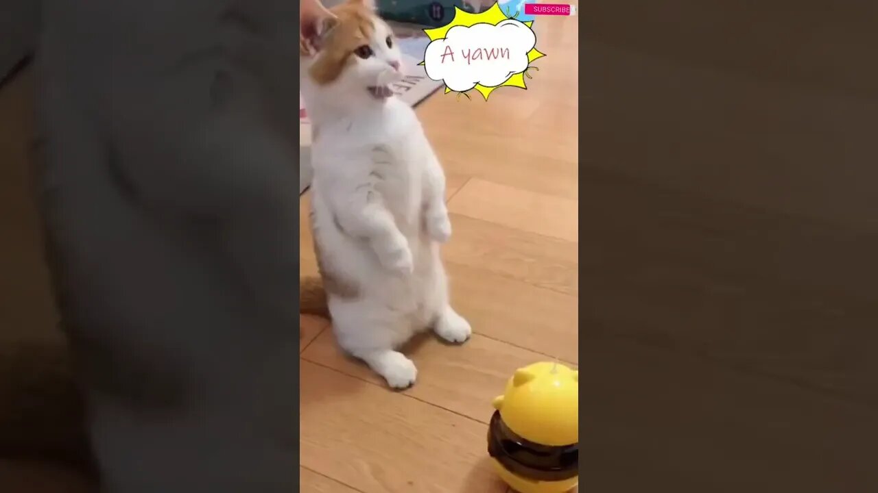 funny cat videos | cute cat videos| cute animals funny cats #shorts #shortsfunny #cutecat #funnycat