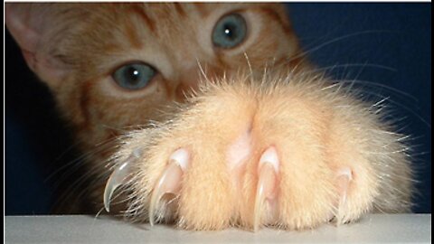 How to trim your cat`s claws