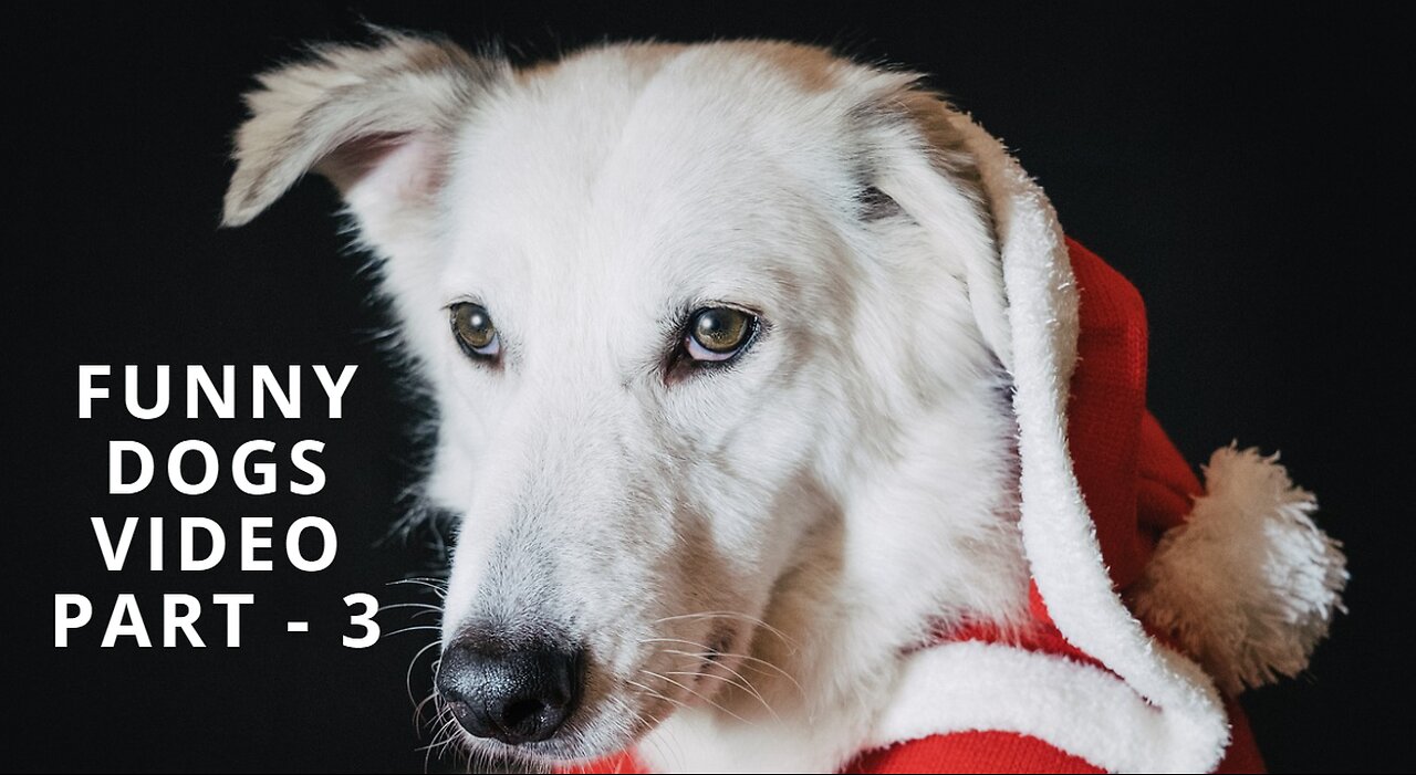 Funny Dogs Video Part - 3