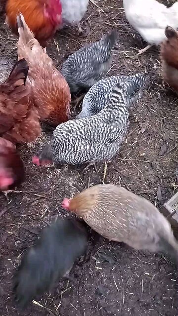 Pullets settling in