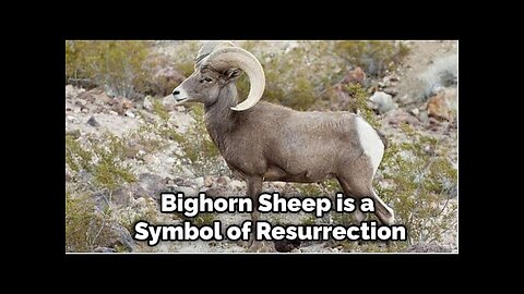 After a Simple Analysis,, From a BIBLICAL Perspective, Are We Witnessing the Call of GOD's Sheep?