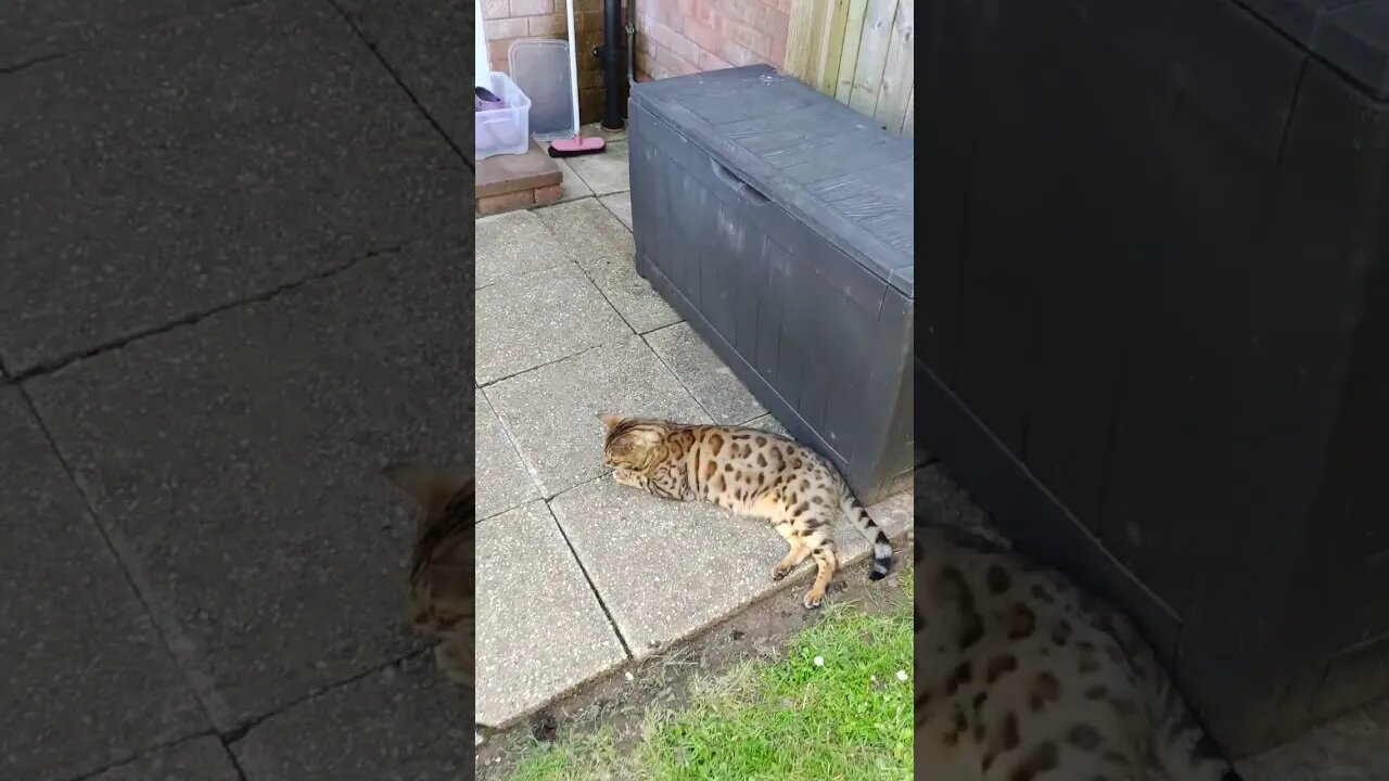 Pick your sun lounger Beddy! 🌞🐆