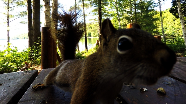 Squirrel too smart to be pranked