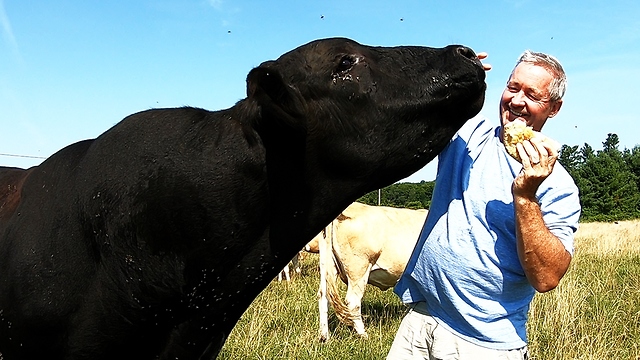 Black 2,000-Pound Bull Devours Entire Loaf Of Bread