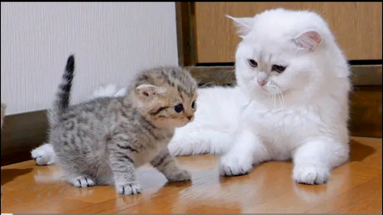 The kitten approaching the daddy cat to play with him was so cute.