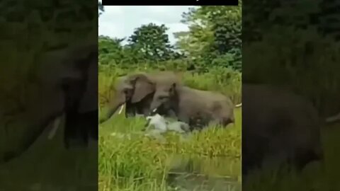 jacaré pegou um elefante pela tromba