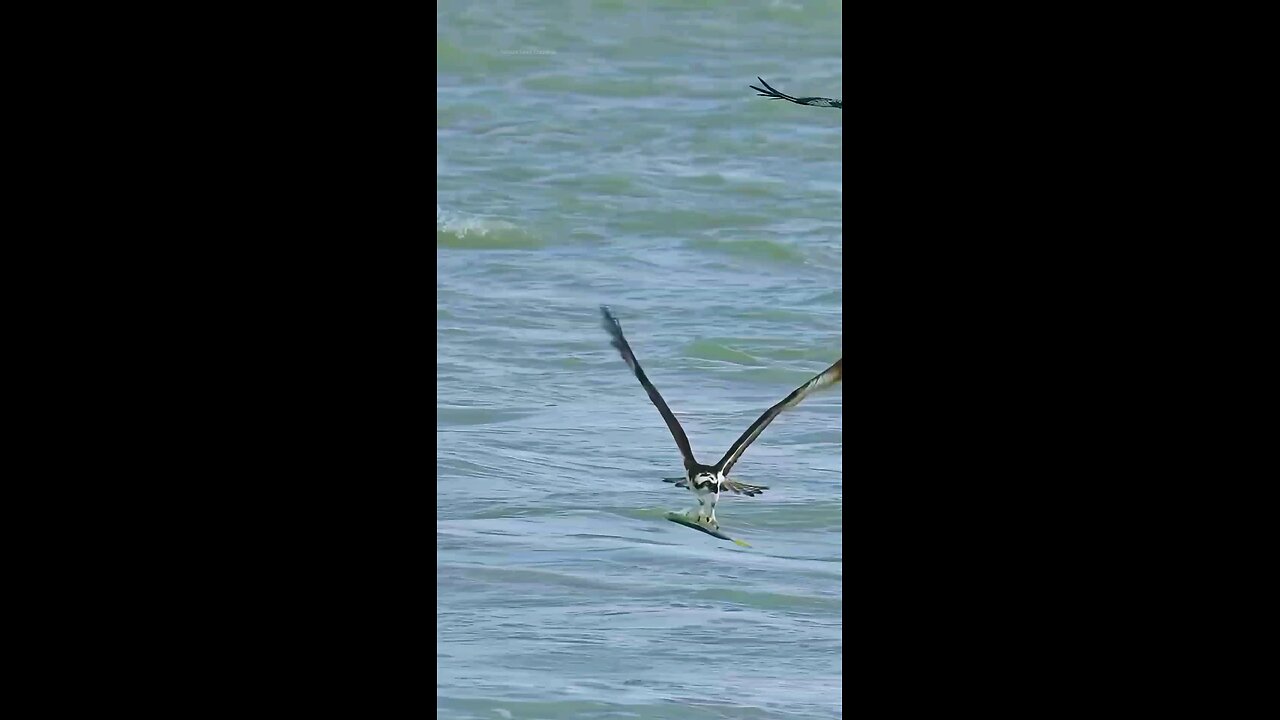 California Brown pelican Try to snatch Hunted Fish From Eagle 🦉