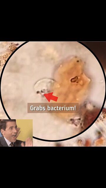 Soil Protist Hunts Down Bacterium