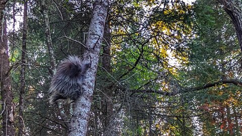 I should pet a porcupine 😸