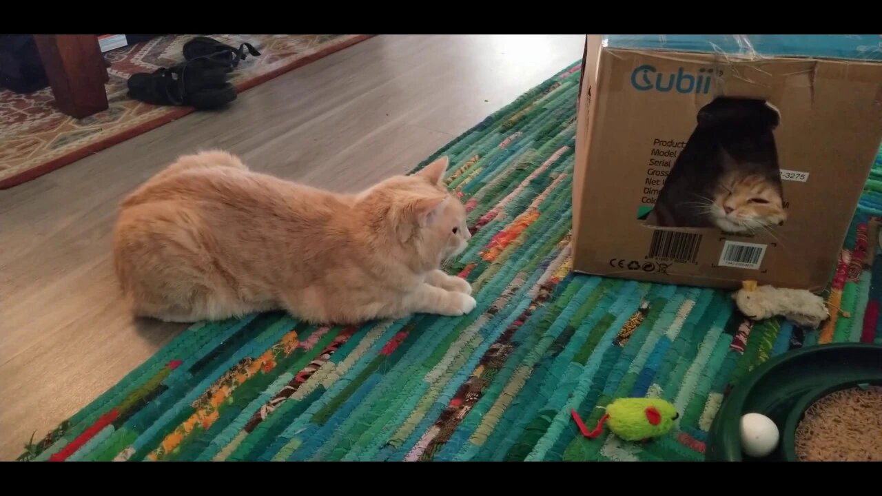 Cats Fighting Over Box