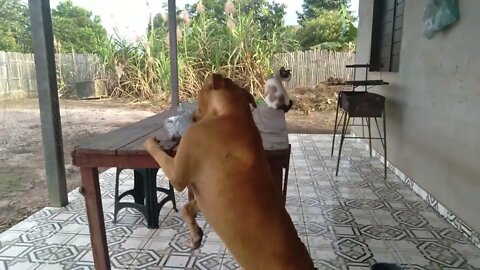 Cachorro rouba comida da gata. Dog steals cat food