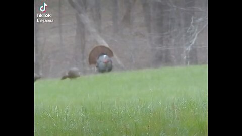 Turkey season can’t open soon enough.