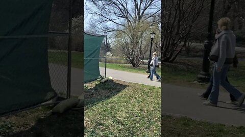 The New York City Police and their civilian team are harassing me in Central Park today.