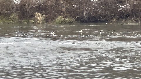 Beautiful Mergansers