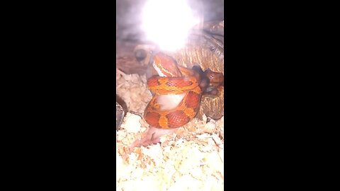 Corn snake eating rat