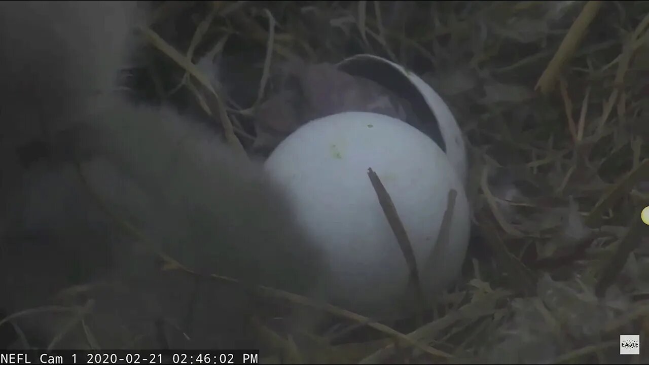 On a dark and dreary day, little NE-23 came out of his shell.4:30 pm 2-23-20