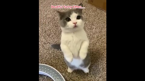 A cute kitten is shaking its head. And looking surprised...