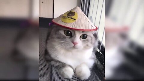 Funny Cats 😂 😹🥰