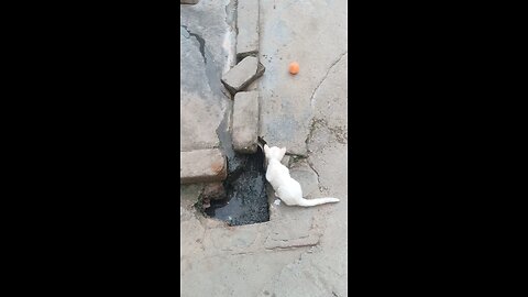cat fun with the 🏀