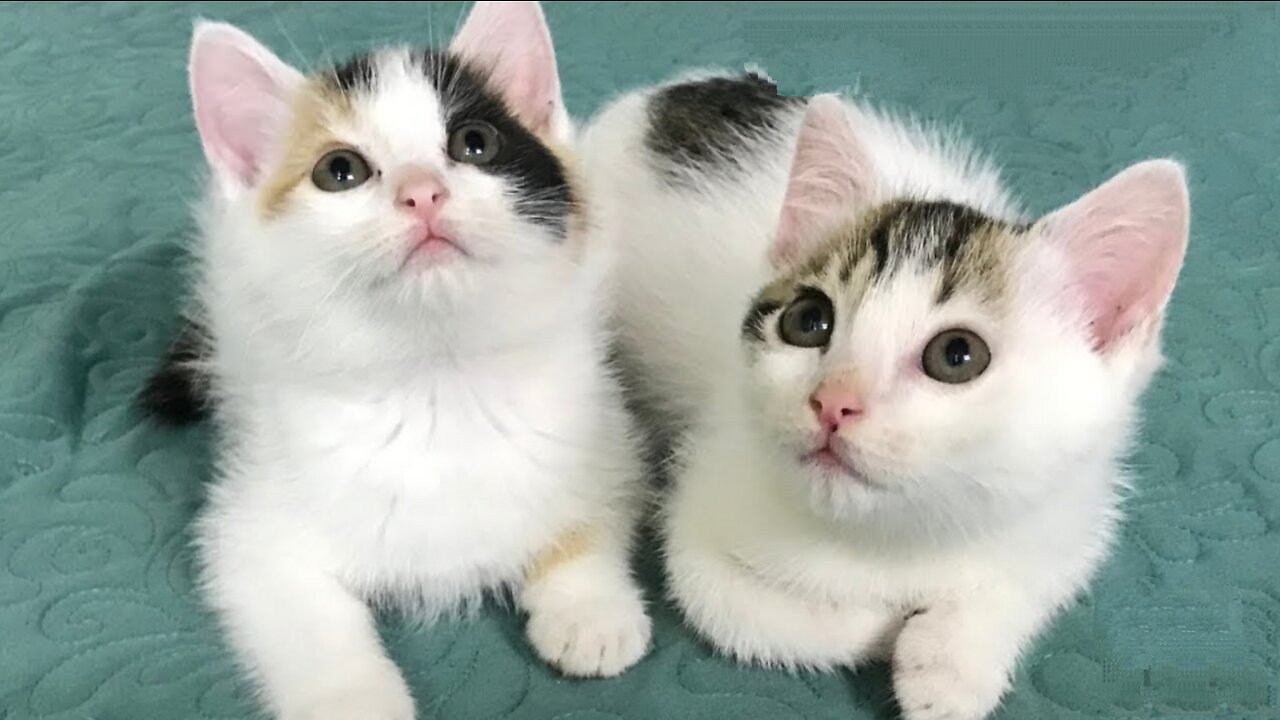 Cute kitten - Funny and cute cat videos