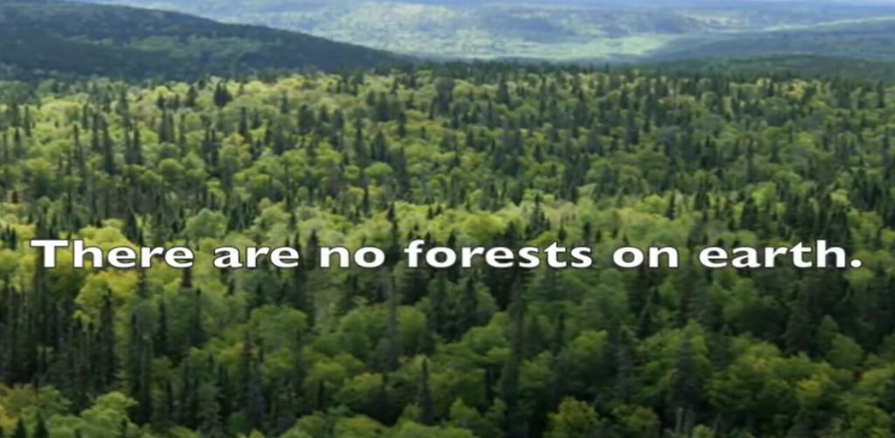 There are no forests on earth!