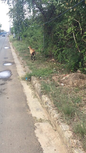 MATRIX ALMOST KILLS THE GOAT