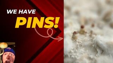 We Have Pins! (Cambodian Psilocybe Cubensis)