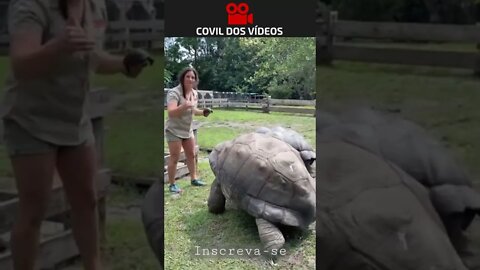 as maiores tartarugas do mundo 😮😮😮