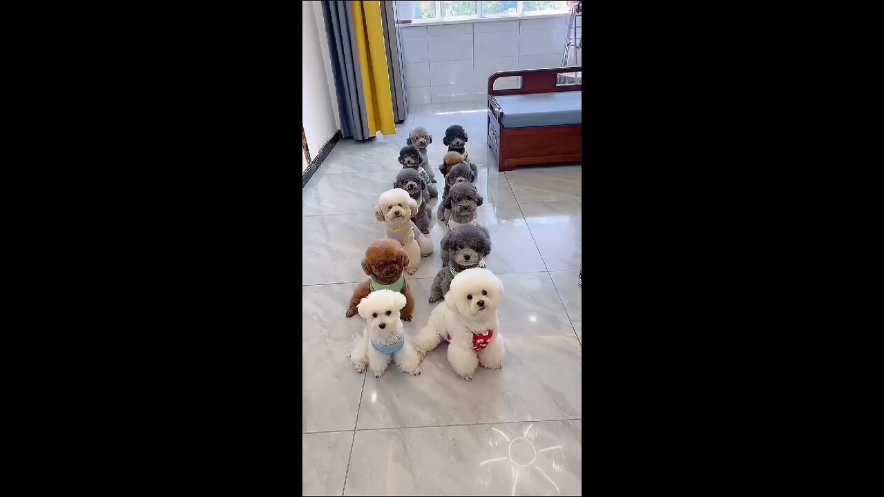 Funny Puppies