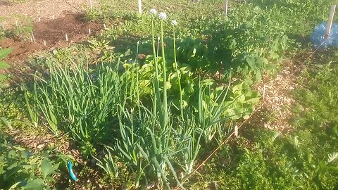 Wild Urban Gardens 2021 - Everything Growing So Quickly in the Community Garden Plot