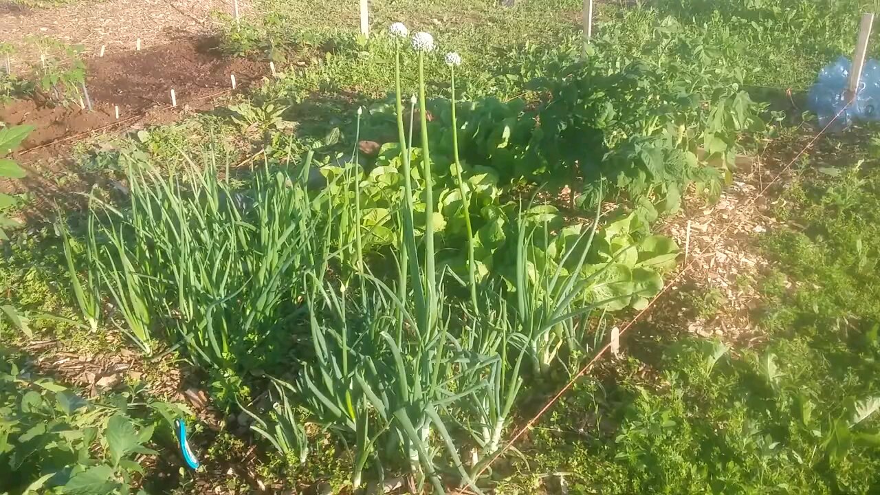 Wild Urban Gardens 2021 - Everything Growing So Quickly in the Community Garden Plot
