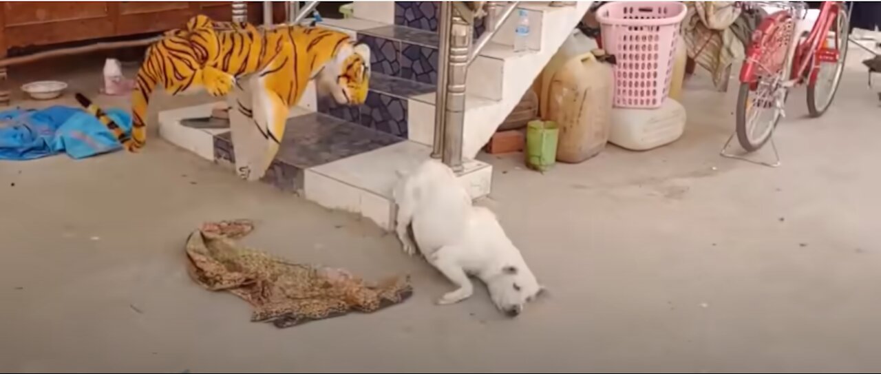 Fake Tiger vs Dog Prank. You won't believe how the dog reacts!😅