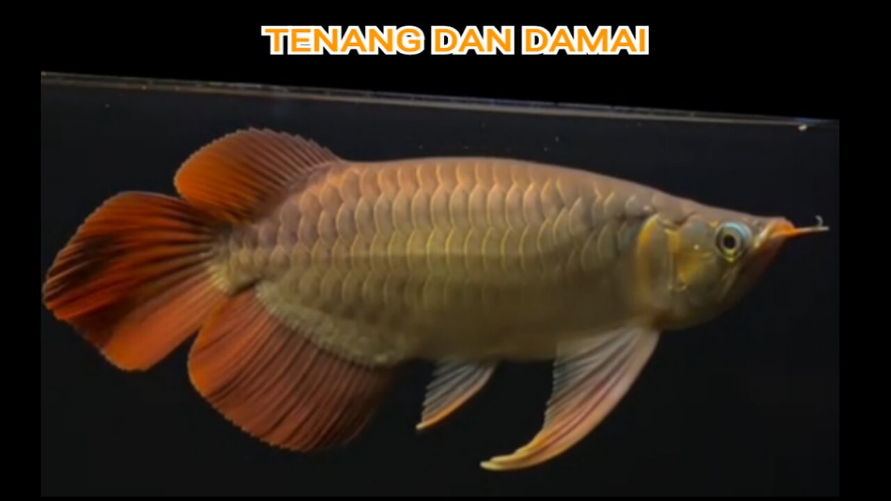 IKAN HIAS SILUK/ARWANA SUPER RED INDONESIA